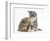 Guinea Pig and Maine Coon-Cross Kitten, 7 Weeks, Sniffing Each Other-Mark Taylor-Framed Photographic Print