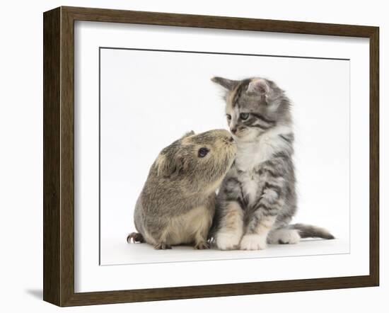 Guinea Pig and Maine Coon-Cross Kitten, 7 Weeks, Sniffing Each Other-Mark Taylor-Framed Photographic Print