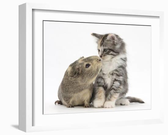 Guinea Pig and Maine Coon-Cross Kitten, 7 Weeks, Sniffing Each Other-Mark Taylor-Framed Photographic Print