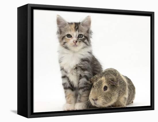 Guinea Pig and Maine Coon-Cross Kitten, 7 Weeks-Mark Taylor-Framed Stretched Canvas