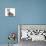 Guinea Pig and Maine Coon-Cross Kitten, 7 Weeks-Mark Taylor-Stretched Canvas displayed on a wall