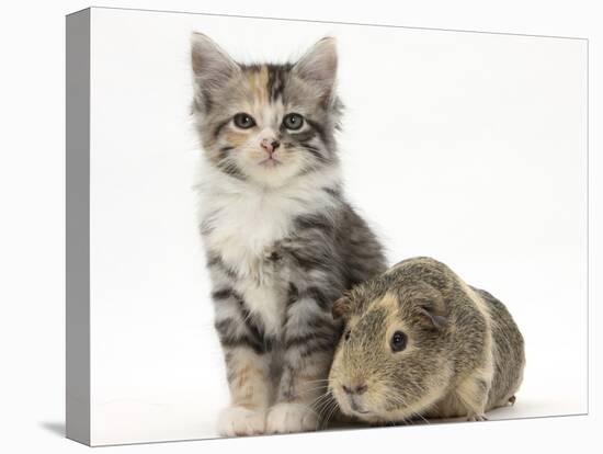 Guinea Pig and Maine Coon-Cross Kitten, 7 Weeks-Mark Taylor-Stretched Canvas