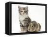 Guinea Pig and Maine Coon-Cross Kitten, 7 Weeks-Mark Taylor-Framed Stretched Canvas