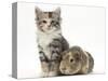 Guinea Pig and Maine Coon-Cross Kitten, 7 Weeks-Mark Taylor-Stretched Canvas