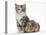 Guinea Pig and Maine Coon-Cross Kitten, 7 Weeks-Mark Taylor-Stretched Canvas