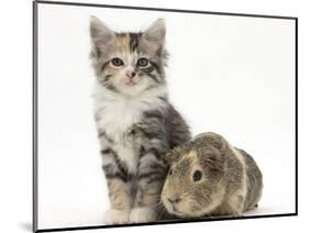 Guinea Pig and Maine Coon-Cross Kitten, 7 Weeks-Mark Taylor-Mounted Photographic Print