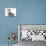 Guinea Pig and Maine Coon-Cross Kitten, 7 Weeks-Mark Taylor-Photographic Print displayed on a wall