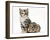 Guinea Pig and Maine Coon-Cross Kitten, 7 Weeks-Mark Taylor-Framed Photographic Print