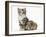 Guinea Pig and Maine Coon-Cross Kitten, 7 Weeks-Mark Taylor-Framed Photographic Print