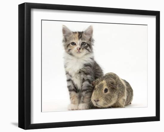 Guinea Pig and Maine Coon-Cross Kitten, 7 Weeks-Mark Taylor-Framed Photographic Print