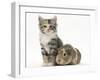 Guinea Pig and Maine Coon-Cross Kitten, 7 Weeks-Mark Taylor-Framed Photographic Print
