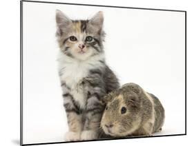 Guinea Pig and Maine Coon-Cross Kitten, 7 Weeks-Mark Taylor-Mounted Photographic Print