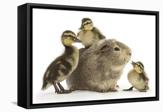 Guinea Pig and Three Mallard Ducklings-Mark Taylor-Framed Stretched Canvas