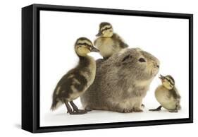 Guinea Pig and Three Mallard Ducklings-Mark Taylor-Framed Stretched Canvas