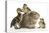 Guinea Pig and Three Mallard Ducklings-Mark Taylor-Stretched Canvas