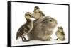 Guinea Pig and Three Mallard Ducklings-Mark Taylor-Framed Stretched Canvas