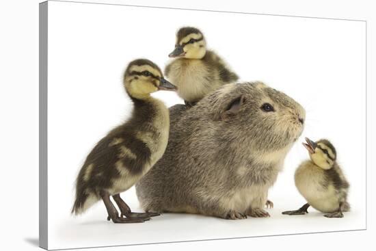 Guinea Pig and Three Mallard Ducklings-Mark Taylor-Stretched Canvas