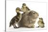 Guinea Pig and Three Mallard Ducklings-Mark Taylor-Stretched Canvas