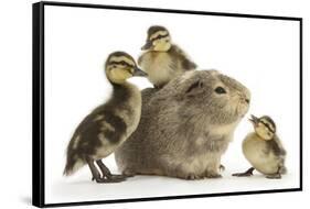 Guinea Pig and Three Mallard Ducklings-Mark Taylor-Framed Stretched Canvas