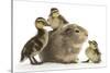 Guinea Pig and Three Mallard Ducklings-Mark Taylor-Stretched Canvas