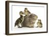 Guinea Pig and Three Mallard Ducklings-Mark Taylor-Framed Photographic Print