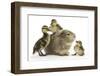 Guinea Pig and Three Mallard Ducklings-Mark Taylor-Framed Photographic Print