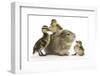 Guinea Pig and Three Mallard Ducklings-Mark Taylor-Framed Photographic Print