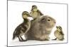 Guinea Pig and Three Mallard Ducklings-Mark Taylor-Mounted Photographic Print