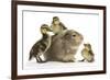 Guinea Pig and Three Mallard Ducklings-Mark Taylor-Framed Photographic Print