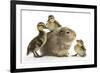 Guinea Pig and Three Mallard Ducklings-Mark Taylor-Framed Photographic Print