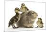 Guinea Pig and Three Mallard Ducklings-Mark Taylor-Mounted Photographic Print