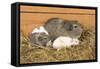 Guinea Pig Babies-null-Framed Stretched Canvas