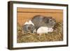 Guinea Pig Babies-null-Framed Photographic Print