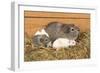 Guinea Pig Babies-null-Framed Photographic Print