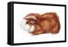 Guinea Pig (Cavia Cobaya), Mammals-Encyclopaedia Britannica-Framed Stretched Canvas