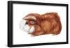 Guinea Pig (Cavia Cobaya), Mammals-Encyclopaedia Britannica-Framed Poster