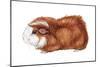 Guinea Pig (Cavia Cobaya), Mammals-Encyclopaedia Britannica-Mounted Poster