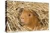 Guinea Pig (Cavia porcellus) adult, close-up of head amongst straw-Gary Smith-Stretched Canvas