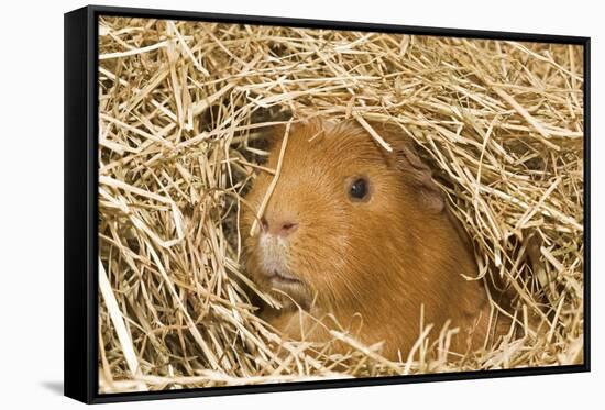 Guinea Pig (Cavia porcellus) adult, close-up of head amongst straw-Gary Smith-Framed Stretched Canvas