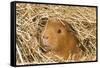 Guinea Pig (Cavia porcellus) adult, close-up of head amongst straw-Gary Smith-Framed Stretched Canvas