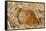 Guinea Pig (Cavia porcellus) adult, close-up of head amongst straw-Gary Smith-Framed Stretched Canvas
