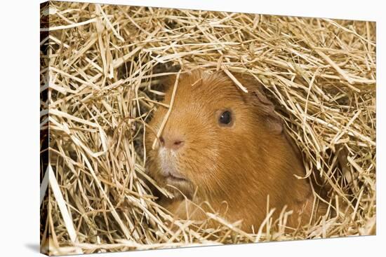 Guinea Pig (Cavia porcellus) adult, close-up of head amongst straw-Gary Smith-Stretched Canvas