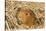 Guinea Pig (Cavia porcellus) adult, close-up of head amongst straw-Gary Smith-Stretched Canvas