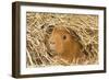 Guinea Pig (Cavia porcellus) adult, close-up of head amongst straw-Gary Smith-Framed Photographic Print