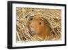 Guinea Pig (Cavia porcellus) adult, close-up of head amongst straw-Gary Smith-Framed Photographic Print