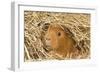 Guinea Pig (Cavia porcellus) adult, close-up of head amongst straw-Gary Smith-Framed Photographic Print