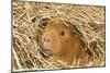 Guinea Pig (Cavia porcellus) adult, close-up of head amongst straw-Gary Smith-Mounted Photographic Print