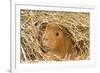 Guinea Pig (Cavia porcellus) adult, close-up of head amongst straw-Gary Smith-Framed Photographic Print