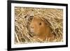 Guinea Pig (Cavia porcellus) adult, close-up of head amongst straw-Gary Smith-Framed Photographic Print