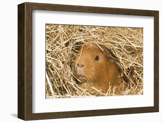 Guinea Pig (Cavia porcellus) adult, close-up of head amongst straw-Gary Smith-Framed Photographic Print